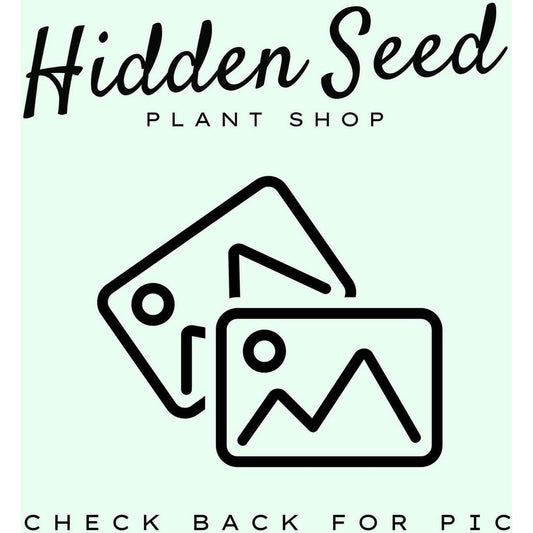 Plant Lady Pot | 5”-available at Hidden Seed Plant Shop