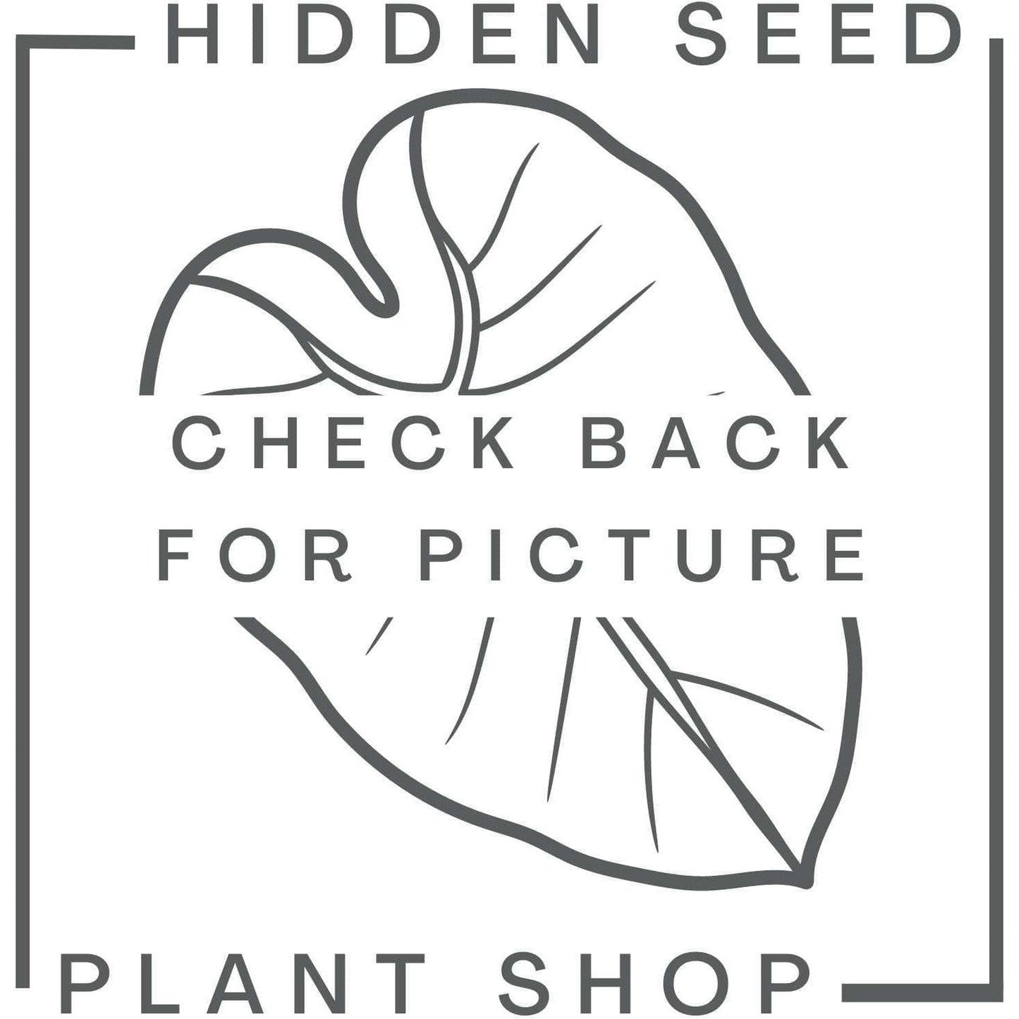 Plant Mom T-Shirt (Light Blue)-available at Hidden Seed Plant Shop