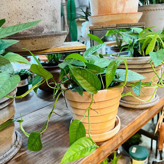 Pothos 'Cebu Blue' (Epipremnum Aureum)-available at Hidden Seed Plant Shop