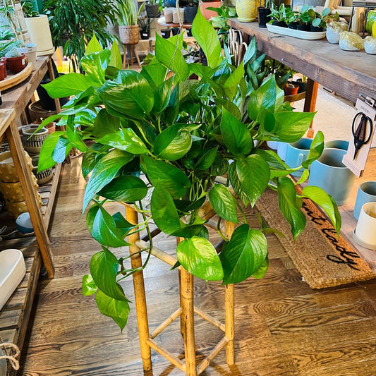 Pothos 'Jade’-available at Hidden Seed Plant Shop