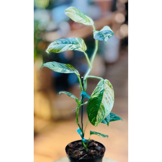 Rhaphidophora ‘Puberula High Variegated’ “RARE…RARE…”-available at Hidden Seed Plant Shop