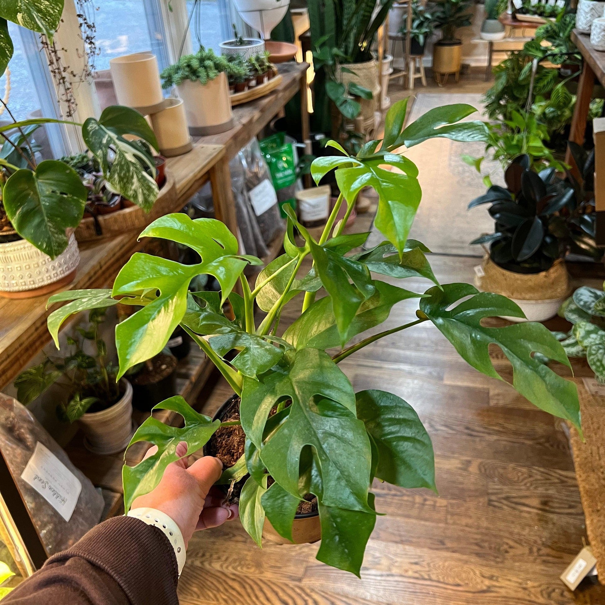 Rhaphidophora ('Tetrasperma'/ 'Mini Monstera')-available at Hidden Seed Plant Shop