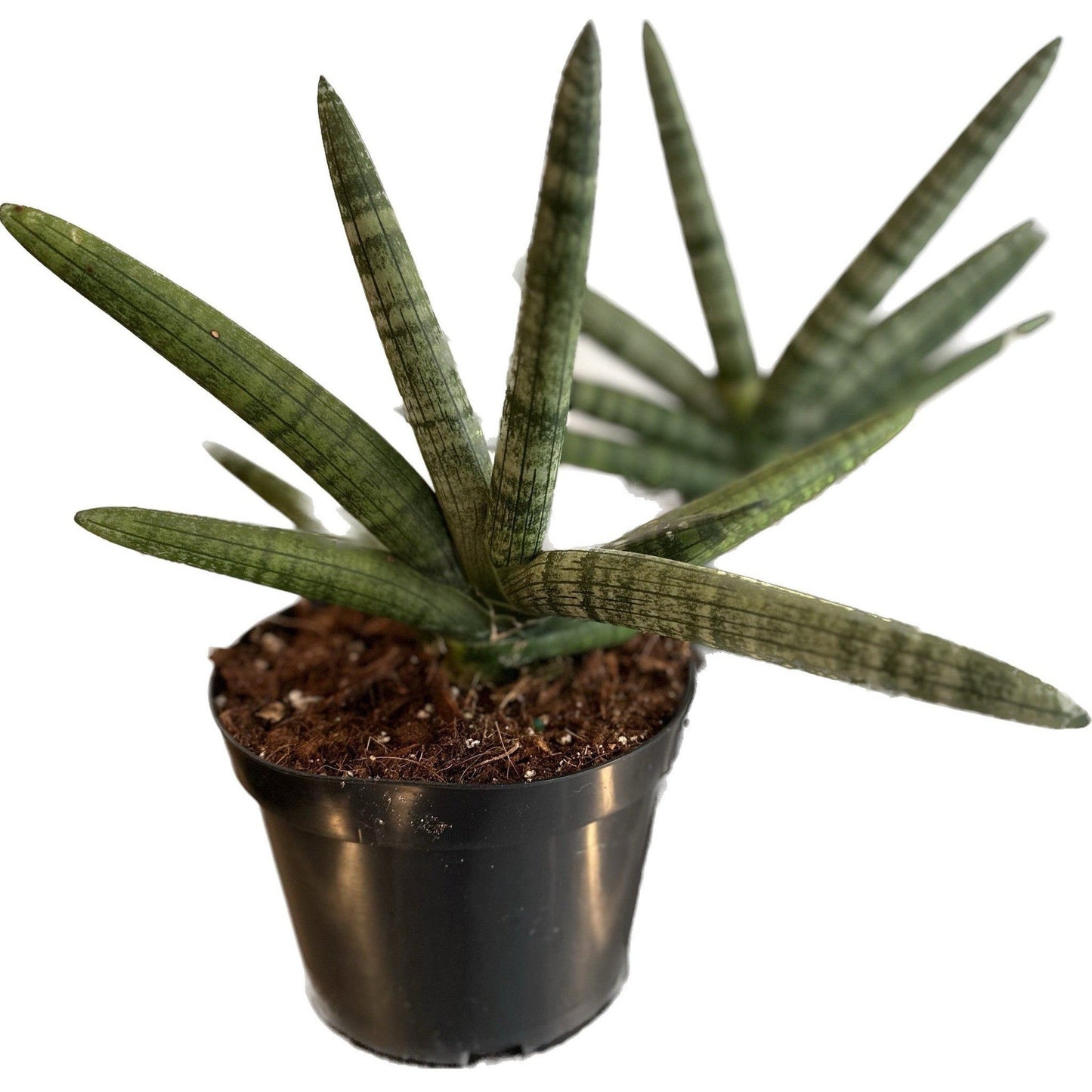 Sansevieria 'Stafirsh/Boncell'-available at Hidden Seed Plant Shop