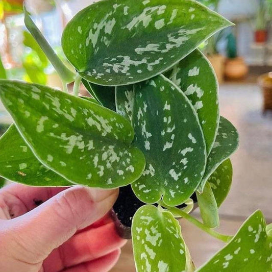 Scindapsus ‘Pictus’ (Argyraeus-Silver Satin)-available at Hidden Seed Plant Shop