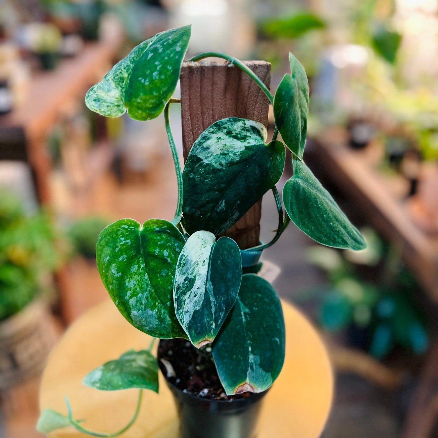 Scindapsus Pictus 'Jade Satin Albo Variegata'-available at Hidden Seed Plant Shop