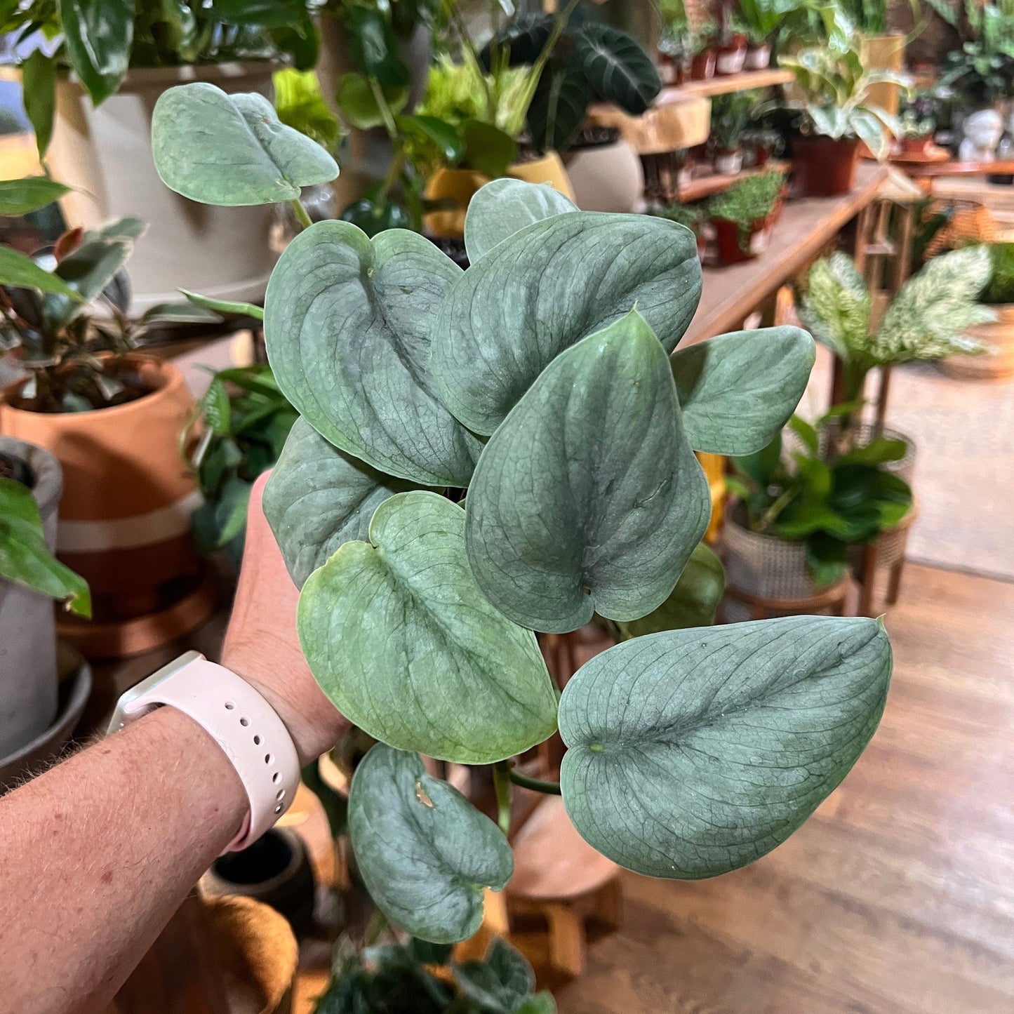 Scindapsus 'Silver Hero' (Pictus) | 4"-available at Hidden Seed Plant Shop