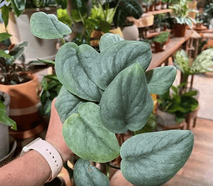Scindapsus Pictus 'Silver Hero' - Hidden Seed Plant Shop