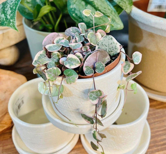 String of Hearts *Variegated (Ceropgeia Woodii) - Hidden Seed Plant Shop