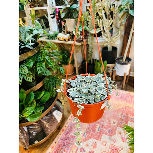 String of Hearts *Variegated (Ceropgeia Woodii) - Hidden Seed Plant Shop