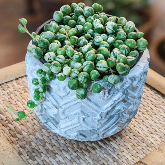 String of Pearls Variegated (Senecio Rowleyanus Var) - Hidden Seed Plant Shop
