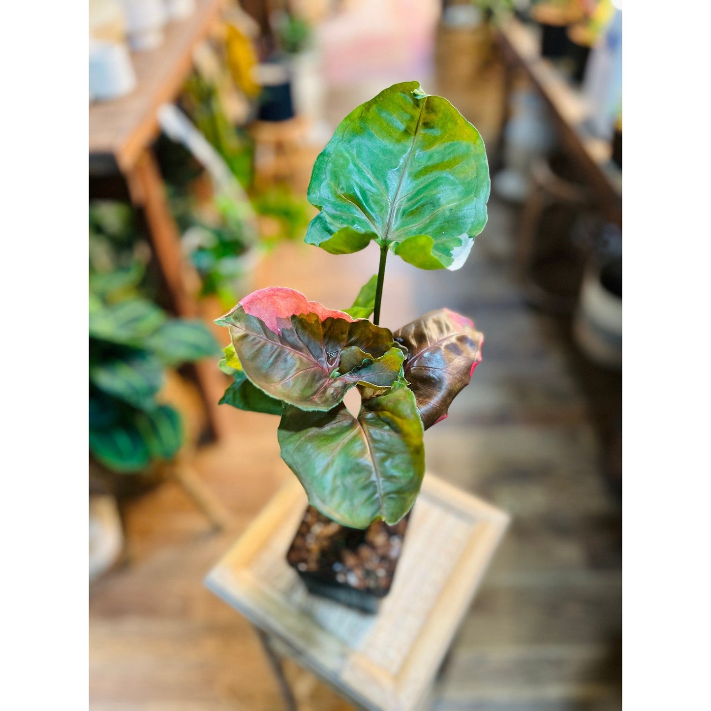 Syngonium Strawberry Ice-available at Hidden Seed Plant Shop