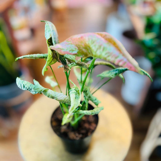 Syngonium ‘Pink Rolli’ | 4” NICE - Hidden Seed Plant Shop