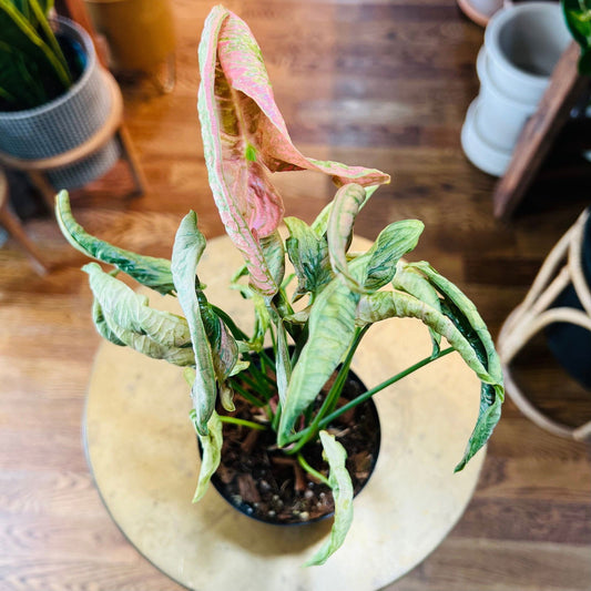 Syngonium ‘Pink Rolli’ | 4” NICE - Hidden Seed Plant Shop