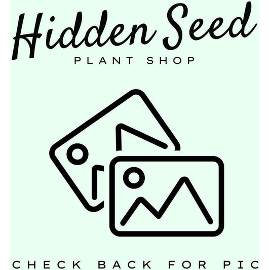 The Koala Planter - Hidden Seed Plant Shop