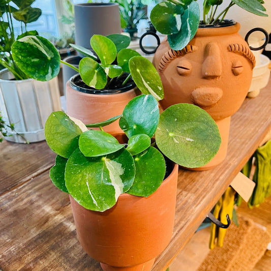 Variegated Pilea Peperomioides-available at Hidden Seed Plant Shop