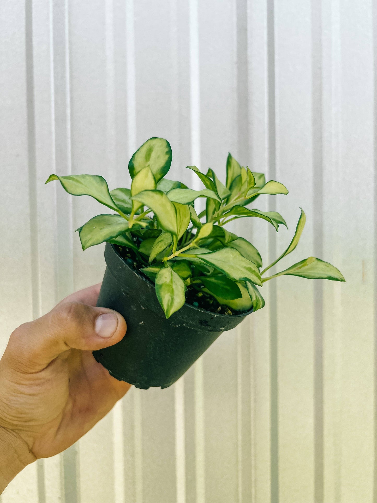 4" Hoya 'Heuschkeliana' Variegated