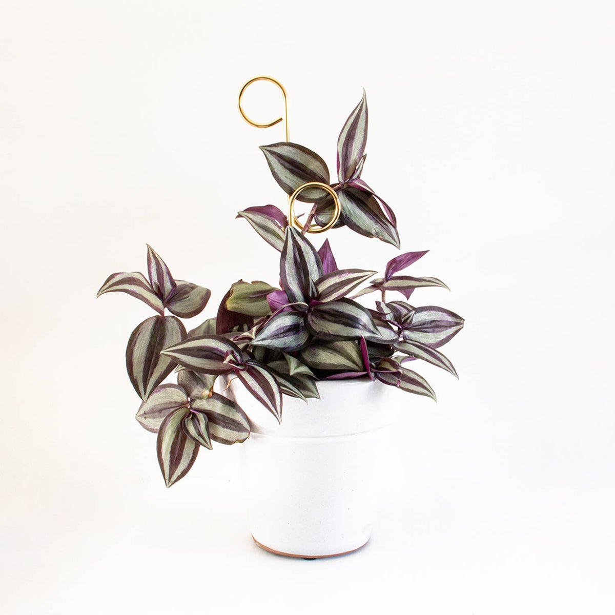 Mini Plant Stake from rust-proof metal - Perch - Gold