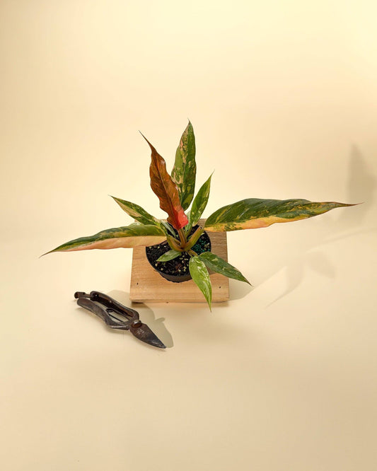 4" Variegated Philodendron Caramel Marble 'Heatwave'