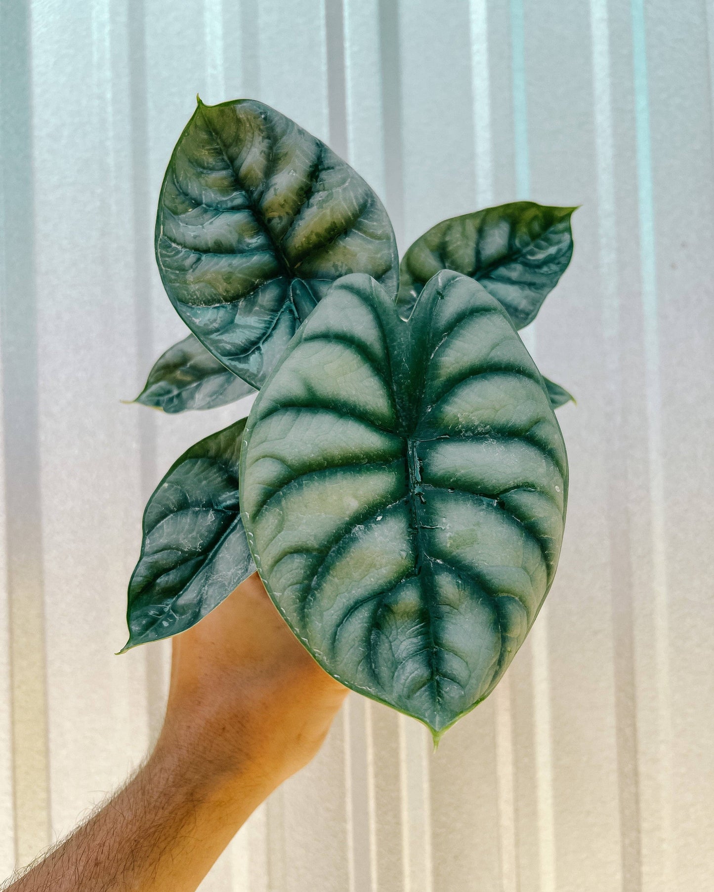 4" Alocasia 'Silver Dragon'