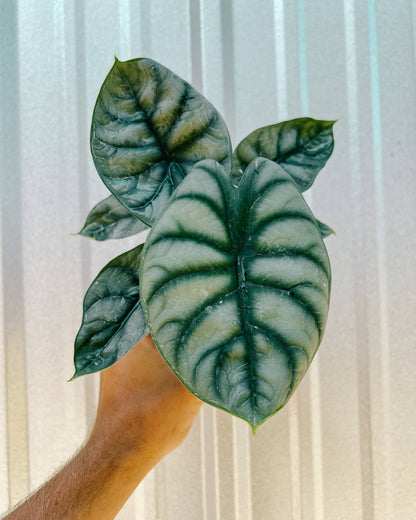 4" Alocasia 'Silver Dragon'