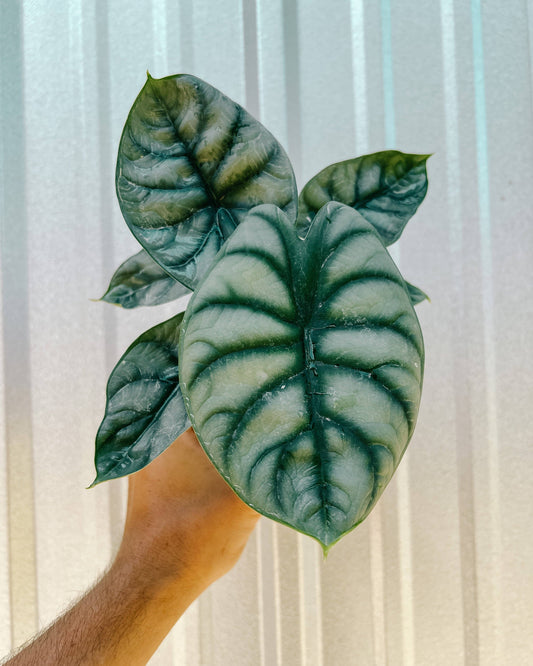 4" Alocasia 'Silver Dragon'