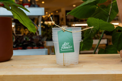 Clear Grower Pot