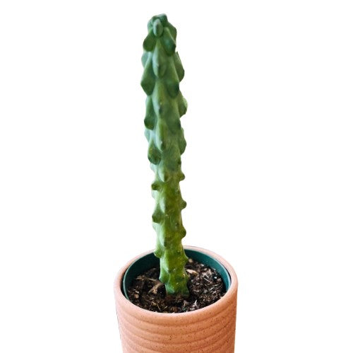 Cactus  Boobie ‘Myrtillocactus Geometrizans’ - Hidden Seed Plant Shop