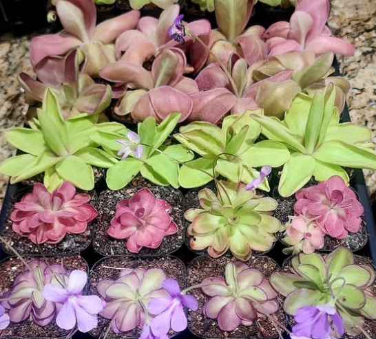Pinguicula (Carnivorous Collection)