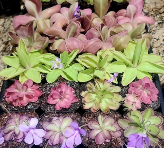 Pinguicula (Carnivorous Collection)