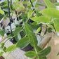 Hoya Densifolia