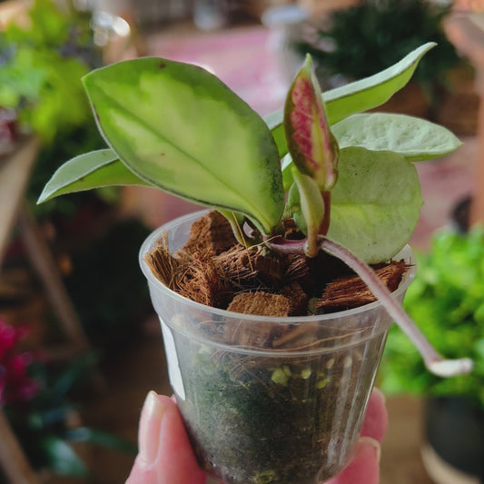 Hoya Argentea princess