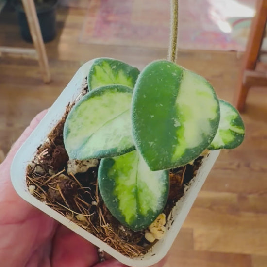 Hoya Mathilde inner variegated