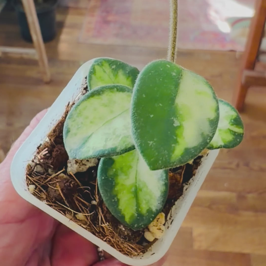 Hoya Mathilde inner variegated